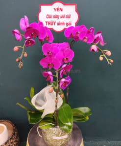 Chậu lan tím 3 cành mừng sinh nhật
