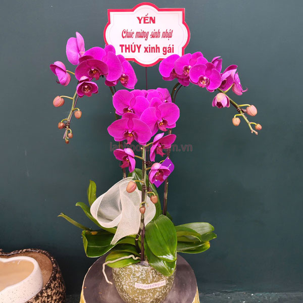 Chậu lan tím 3 cành mừng sinh nhật