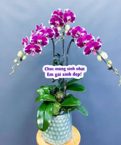 Chậu lan tím đột biến 3 cành tặng phụ nữ