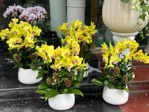 Chậu lan vàng mini 3 cành đẹp hợp phong thủy