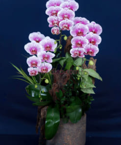 Chậu tiểu cảnh lan hồ điệp mix gỗ lũa 3 cành