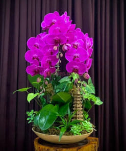 Chậu tiểu cảnh lan hồ điệp tím ghép lũa 3 cành