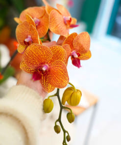 Hoa lan hồ điệp cam mang đến sự tươi vui, may mắn