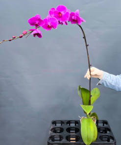 Đặc điểm cành lan hồ điệp tím hàng chuẩn loại A