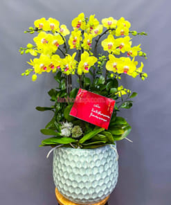 Đặc điểm chậu hoa lan hồ điệp 9 cành đẹp