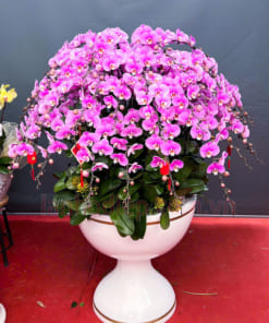 Đặc điểm chậu lan hồ điệp hồng 40 ngồng hoa
