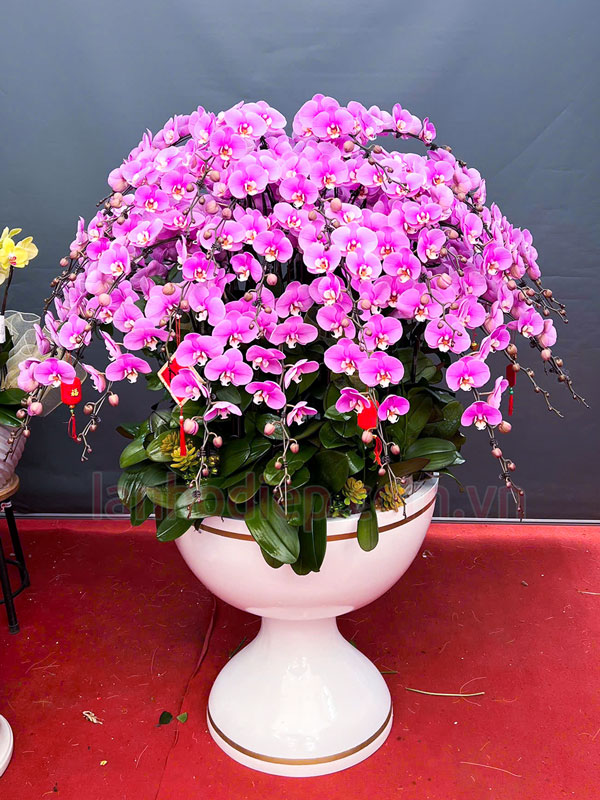 Đặc điểm chậu lan hồ điệp hồng 40 ngồng hoa