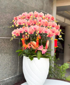 Đặc điểm chậu lan hồ điệp cam 18 cành