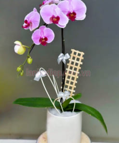 Đặc điểm chậu hoa hồ điệp hồng 1 cành