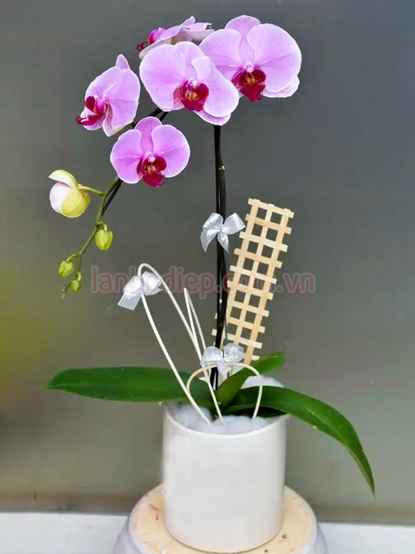Đặc điểm chậu hoa hồ điệp hồng 1 cành