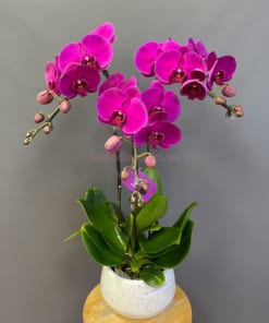 Đặc điểm chậu lan tím 3 cành đẹp