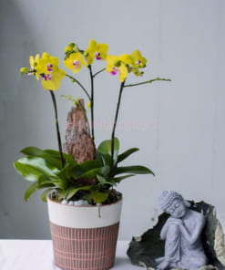 Đặc điểm chậu lan vàng mini 3 cành