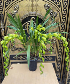 Đặc điểm hoa lan hoàng quý phí có ngồng dài