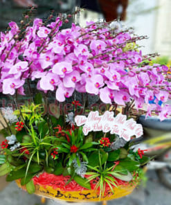 Đặc điể thuyền lan hồ điệp 30 cành màu hồng