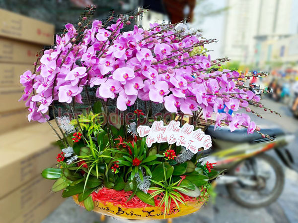 Đặc điể thuyền lan hồ điệp 30 cành màu hồng