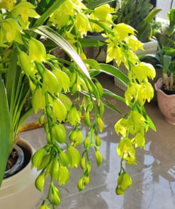 Địa lan hoàng quí phi có chuỗi hoa dài