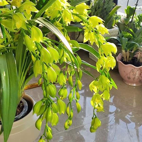 Địa lan hoàng quí phi có chuỗi hoa dài