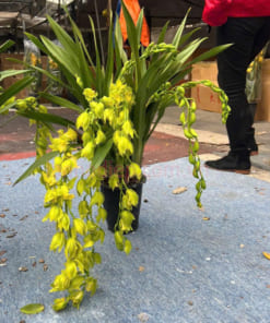 Địa lan rũ hoàng quý phi mang đến nhiều may mắn tài lộc