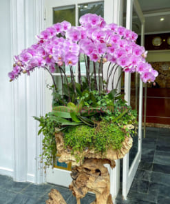 Đặc điểm gỗ lũa cõng 20 cành lan hồ điệp hồng