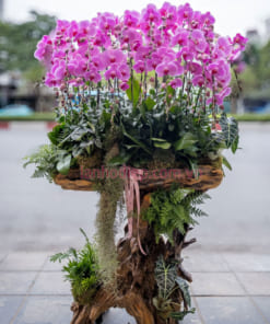 Gỗ lũa cõng lan hồ điệp hồng 20 cành chúc mừng năm mới