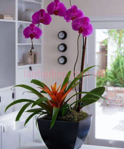 Hoa hồ điệp tím 1 cành trồng chậu vuông trưng nội thất