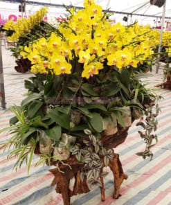 Hoa lan bướm vàng ghép gỗ lũa 30 cành