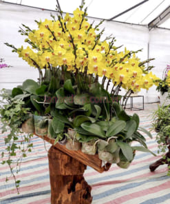 Hoa lan hồ điệp ghép lũa 30 cành vàng