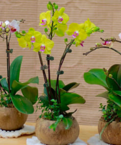 Hoa lan hồ điệp mini vàng 3 ngồng trồng chậu gáo dừa