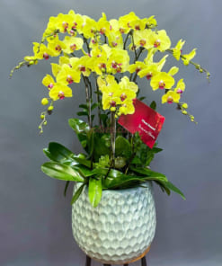 Hoa lan hồ điệp vàng 9 cành trồng chậu mừng khai trương