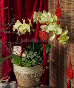 Hoa lan hồ điệp vàng mini làm tiểu cành để bàn đẹp