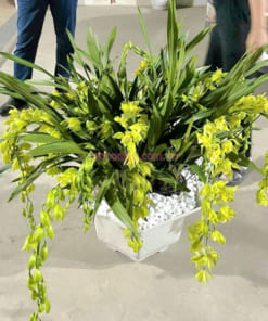 Hoa lan hoàng quý phi là giống địa lan quý