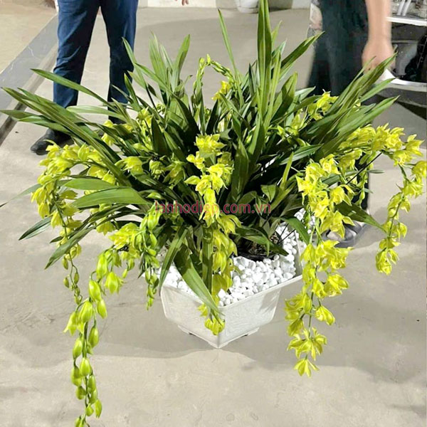Hoa lan hoàng quý phi là giống địa lan quý