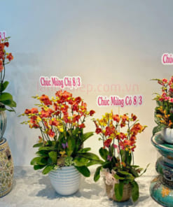 Hướng dẫn cách chăm sóc hoa lan hồ điệp cam trồng chậu tươi lâu