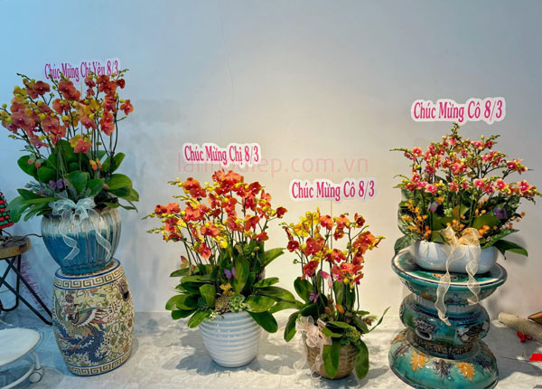 Hướng dẫn cách chăm sóc hoa lan hồ điệp cam trồng chậu tươi lâu