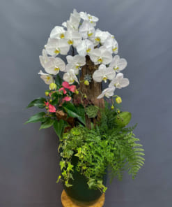 Hướng dẫn cách chăm sóc chậu lan hồ điệp 3 cành ghép gỗ lũa