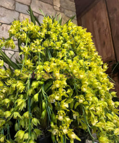 Hướng dẫn cách chăm sóc hoa dịa lan quý phi