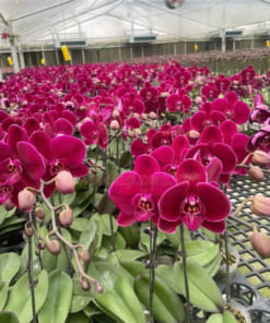 Đặc điểm lan hồ điệp đỏ cherry (đỏ mận)