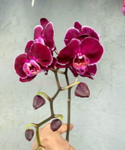 Đặc điểm lan hồ điệp đỏ ngọc trai (đỏ nhung)