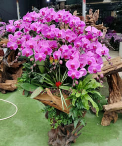 Lan hồ điệp ghép gỗ lũa màu hồng 20 cành