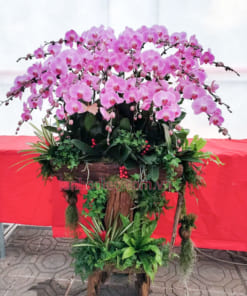 Lan hồ điệp hồng 20 cành ghép lũa đẹp