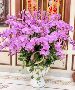 Lan hồ điệp hồng đón Tết 40 cành