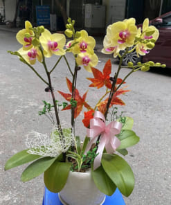 Mẫu hoa hồ điệp mini 3 cành vàng đẹp