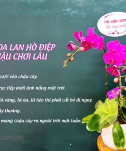 Mẹo giúp lan hồ điệp tím trồng chậu chơi lâu