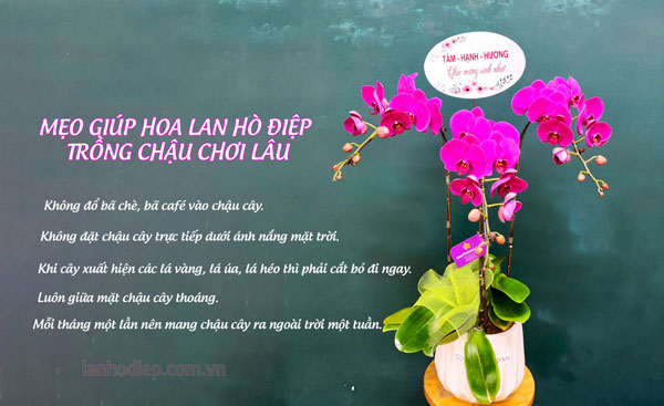 Mẹo giúp lan hồ điệp tím trồng chậu chơi lâu