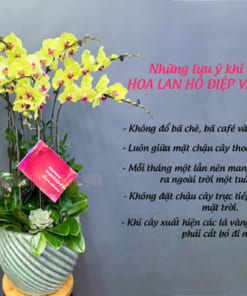 Mẹo khi chăm sóc hoa lan hồ điệp vàng