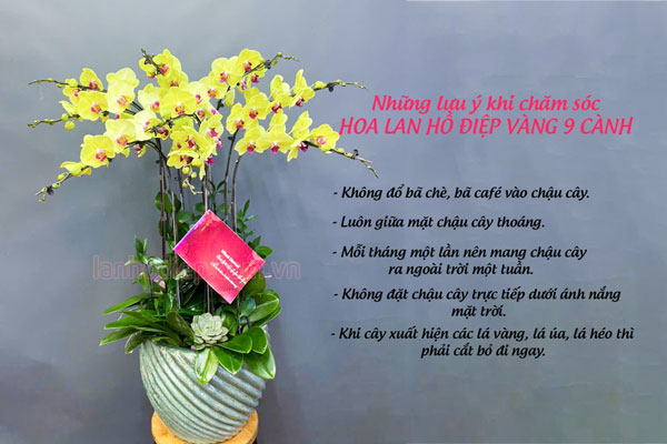 Mẹo khi chăm sóc hoa lan hồ điệp vàng