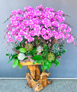 Những lưu ý khi chăm sóc hoa lan hồ điệp hồng ghép gỗ lũa