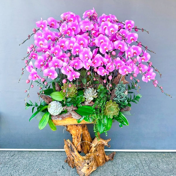 Những lưu ý khi chăm sóc hoa lan hồ điệp hồng ghép gỗ lũa