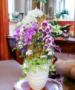 Những lưu ý khi chăm sóc chậu lan hồ điệp Tết mix size ghép lũa đẹp