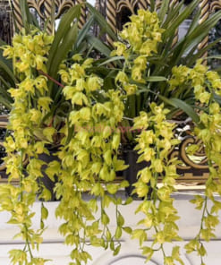 Nơi bán chậu địa lan cong hoàng quý phi